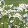 Fleur de grande marguerite.Pascal Mathias